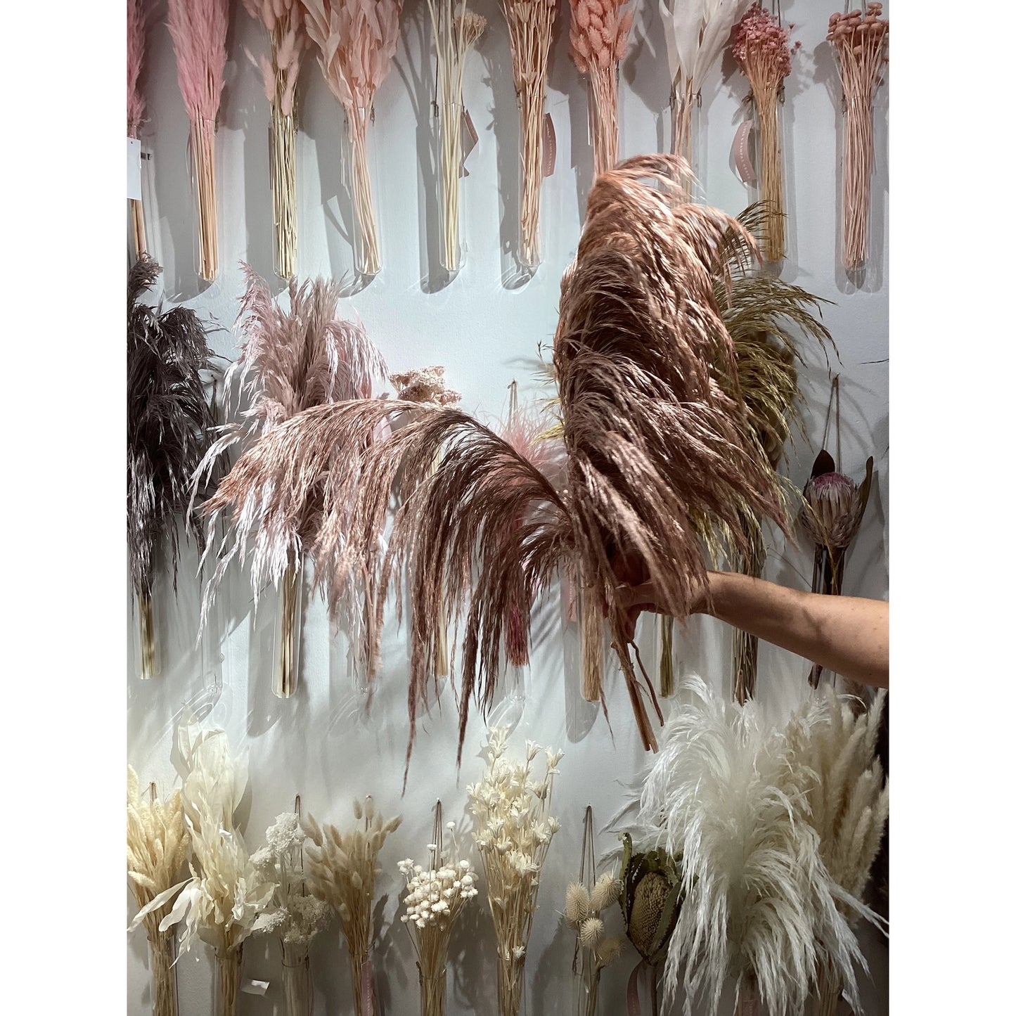 Luxe B. - Pampas Grass